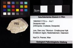 Foto (Objket + Etiketten) von Goniodromites sp. 